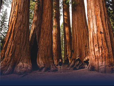 Sakoya trees