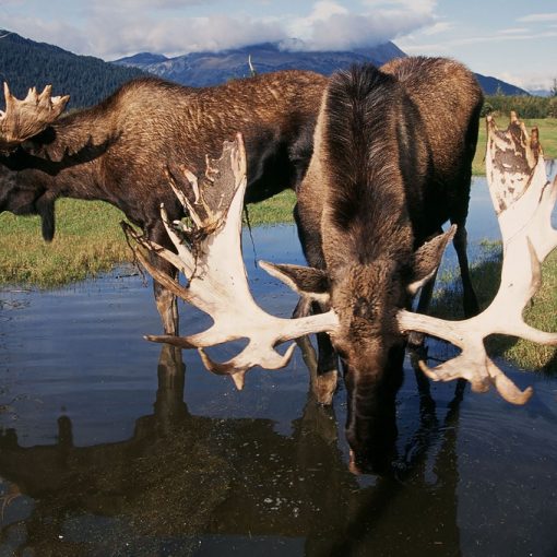 המטייל - אנקורג'
